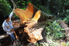 Hiện trường cây gỗ hương cổ thụ ở Krong Pa bị lâm tặc đốn hạ. ảnh: N.T