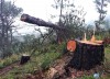 “Cơn bão” phá rừng càn quét dãy Langbiang