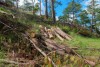 Lén lút cưa hạ 18 cây thông 3 lá gần chân đèo Prenn