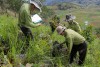 Đức Trọng: Tan nát rừng thông ven Dự án hồ chứa nước Ta Hoét