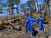 Khẩn trương điều tra, xử lý nghiêm vụ khai thác rừng tại Phi Liêng