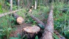 Lâm Hà: Điều tra vụ triệt hạ rừng thông trồng tại xã Mê Linh