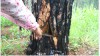 Bảo Lâm: Cứu sống 119 cây thông bị đầu độc tại xã Lộc Phú