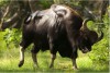 Sửng sốt loài bò tót khủng nhất thế giới xuất hiện ở Việt Nam