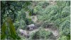 Kiểm lâm Hoa Kỳ hỗ trợ Quảng Nam trồng hàng rào xanh bảo vệ voi