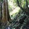 Bảo Lộc: Phát hiện bộ xương người trong rừng