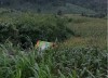Trạm phó trạm kiểm lâm khu bảo tồn thiên nhiên Ea Sô, tỉnh Đắk Lắk đã bị bắn vào vùng bụng bằng súng hoa cải với 14 vết đạn.