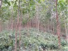 Tây Bắc, Tây nguyên còn nhiều dư địa phát triển rừng trồng gỗ lớn