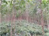 Ngành lâm nghiệp Việt Nam có tiềm năng tham gia thị trường carbon rừng