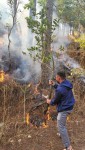 Cháy rừng thông 3 lá ở Đà Lạt